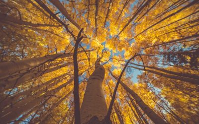 VAMOS FALAR DE VALORES?